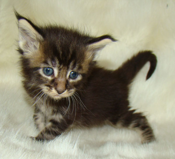     Catsvill County!   !    !       !!!    Catsvill County +7-926-544-74-09     .   ,   ,   ,    ,   ,  ,     ,   -,    ,   !